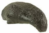Fossil Whale Ear Bone - Miocene #69673-1